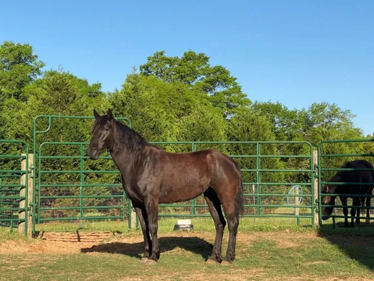 Mustang Dark Horse For Sale | Wild & Gentle Mustangs