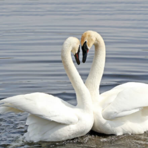 Trumpeter Swan Juvenile Pair, 6-8 Months