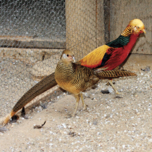 Red Golden Pheasant Juvenile Pair
