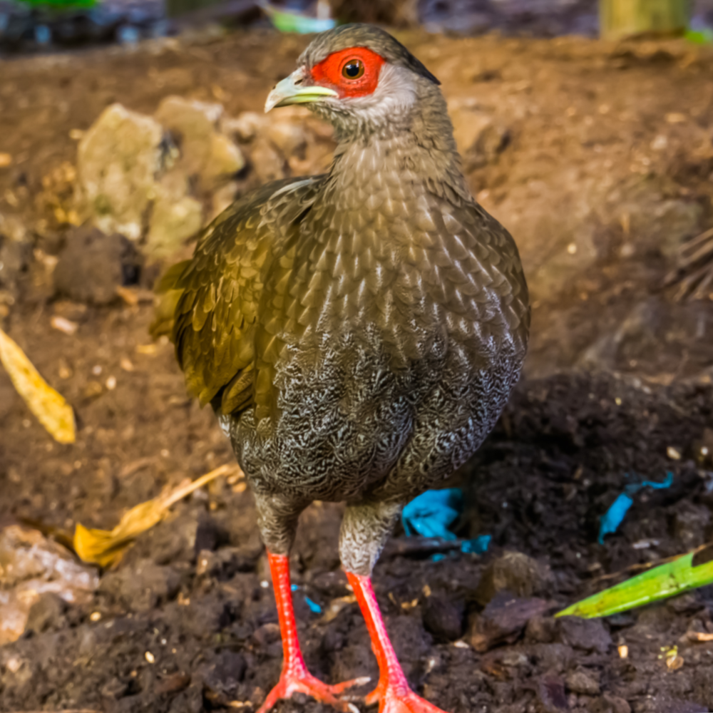 pheasant 2