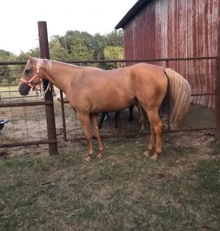 Quarter Horses for Sale - Image 4