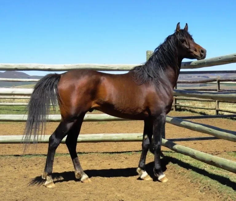 Arabian Horses for Sale - Image 3