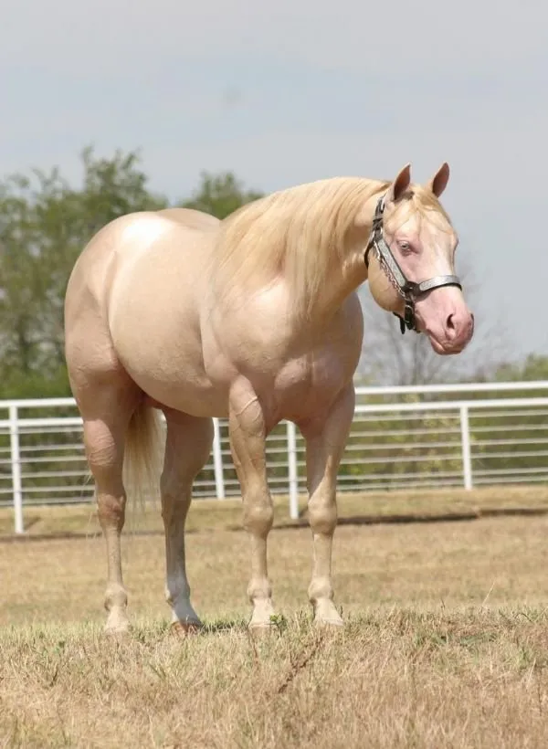 Quarter Horses for Sale - Image 2